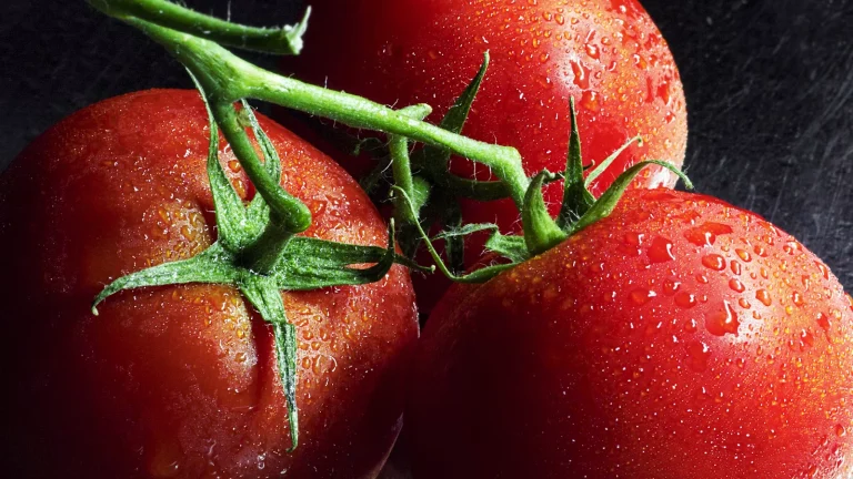 Tomato